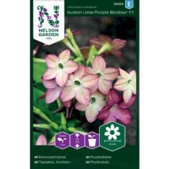 Prydtobak 'Avalon Lime/Purple Bicolour' F1 Nicotiana X Sanderae 'Avalon Lime/Purple Bicolour' F1