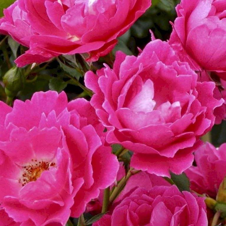 'Sommer 2000' Rosa X 'Sommer 2000' (Buketrose) A-Kvalitet,- Barrods Roser Min. 3 Grene 1 'Sommer 2000' Rosa X 'Sommer 2000' (Buketrose) A-Kvalitet,- Barrods Roser Min. 3 Grene