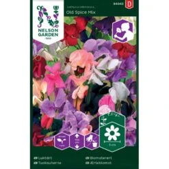 Ærteblomst 'Old Spice Mix' Lathyrus Odoratus L. 'Old Spice' Mix