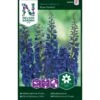 Pragtridderspore 'Blue Donna' Delphinium Belladonna 'Blue Donna'