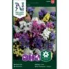 Vinget Hindebæger Mix Limonium Sinuatum Mix
