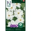 Stolt Kavaler 'Purity' Cosmos Bipinnatus 'Purity'