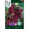 Rød Rævehaleamarant Amaranthus Caudatus L.