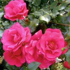 'Sommermärchen'® Rosa X 'Sommermärchen'® (Bunddækkerose) A-Kvalitet,- Barrods Roser Min. 3 Grene -Sirius Butik p339 51720 rosa x sommermaerchen bunddaekkerose c548