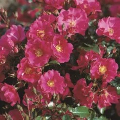 'Sommermärchen'® Rosa X 'Sommermärchen'® (Bunddækkerose) A-Kvalitet,- Barrods Roser Min. 3 Grene -Sirius Butik p339 53658 rosa x sommermaerchen bunddaekkerose 7b79