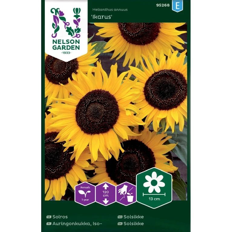 Solsikke 'Ikarus' Helianthus Annuus 'Ikarus' 1 Solsikke 'Ikarus' Helianthus Annuus 'Ikarus'