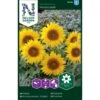 Lav Solsikke 'Pacino Gold' Helianthus Annuus 'Pacino Gold'