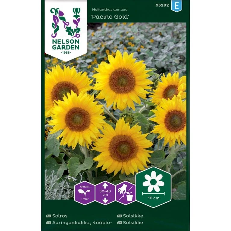 Lav Solsikke 'Pacino Gold' Helianthus Annuus 'Pacino Gold' 1 Lav Solsikke 'Pacino Gold' Helianthus Annuus 'Pacino Gold'
