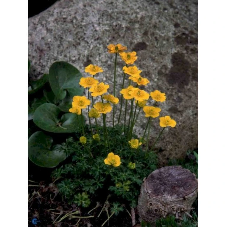 Dværg-Engblomme Trollius Pumilus 1 Liter Potte 1 Dværg-Engblomme Trollius Pumilus 1 Liter Potte