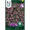 Biblomme 'Violett Queen' Lobularia Maritima 'Violett Queen'