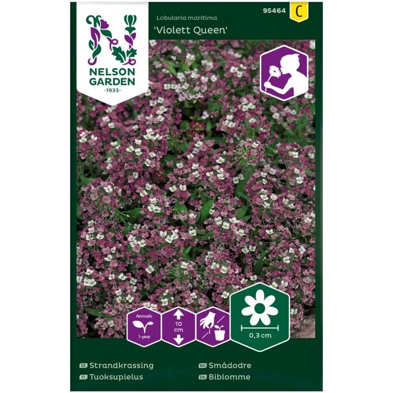 Biblomme 'Violett Queen' Lobularia Maritima 'Violett Queen' 1 Biblomme 'Violett Queen' Lobularia Maritima 'Violett Queen'