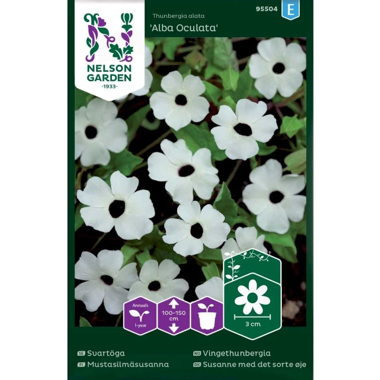 Susanne Med Det Sorte øje 'Alba Oculata' Thunbergia Alata 'Alba Oculata' 1 Susanne Med Det Sorte øje 'Alba Oculata' Thunbergia Alata 'Alba Oculata'