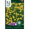 Fløjlsblomst 'Lemon Star' Tagetes Tenuifolia 'Lemon Star'