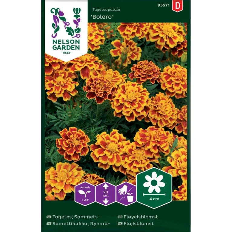 Fløjlsblomst 'Bolero' Tagetes Patula 'Bolero' 1 Fløjlsblomst 'Bolero' Tagetes Patula 'Bolero'