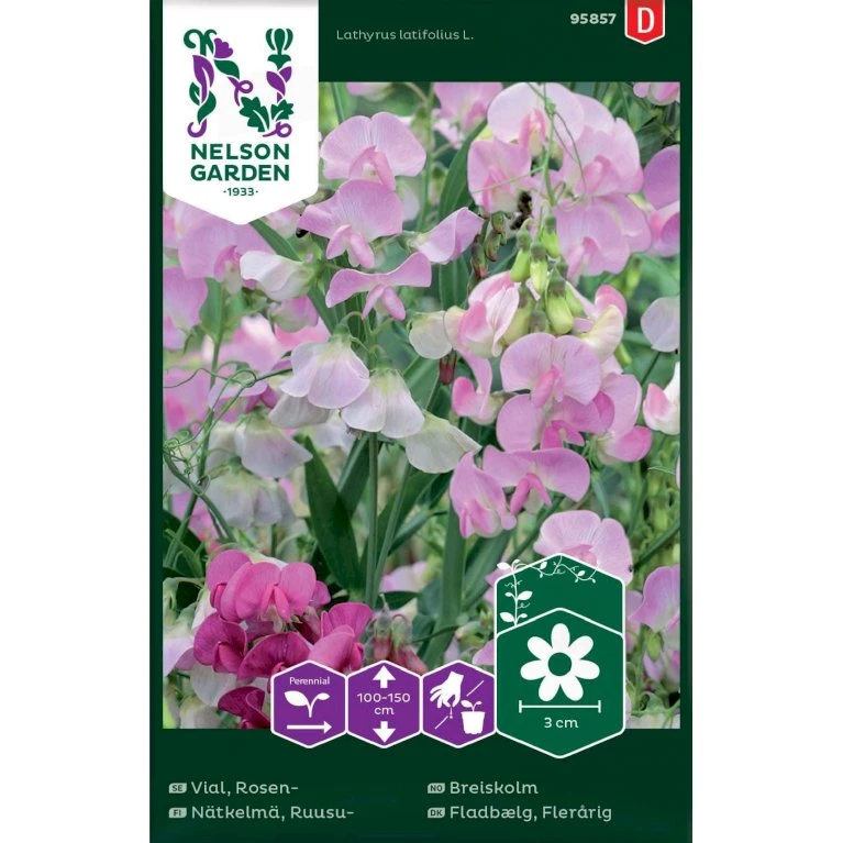 Flerårig Ærteblomst Rosa-Hvid Lathyrus Latifolius L. 1 Flerårig Ærteblomst Rosa-Hvid Lathyrus Latifolius L.