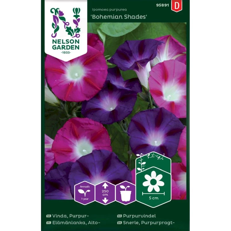 Purpurpragtsnerle 'Bohemian Shades' Ipomoea Purpurea 'Bohemian Shades' 1 Purpurpragtsnerle 'Bohemian Shades' Ipomoea Purpurea 'Bohemian Shades'