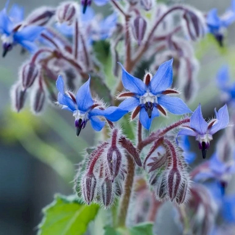 Hjulkrone Øko Borago Officinalis Frøpose, Antal Pr. Pakke, Ca. 20 Stk. 2 Hjulkrone Øko Borago Officinalis Frøpose, Antal Pr. Pakke, Ca. 20 Stk. - Billede 2