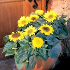 Høj Kæmpe Solsikke Øko Helianthus Annuus Frøpose, Antal Pr. Pakke, Ca. 25 Stk. -Sirius Butik p34099 54713 helianthus annuus d0dd