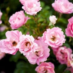 'Sommerwind'® Rosa X 'Sommerwind'® (Buketrose) A-Kvalitet,- Barrods Roser Min. 3 Grene -Sirius Butik p340 51722 rosa x sommerwind buketrose e556