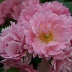 'Sommerwind'® Rosa X 'Sommerwind'® (Buketrose) A-Kvalitet,- Barrods Roser Min. 3 Grene -Sirius Butik p340 53659 rosa x sommerwind buketrose 4603