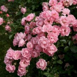 'Sommerwind'® Rosa X 'Sommerwind'® (Buketrose) A-Kvalitet,- Barrods Roser Min. 3 Grene -Sirius Butik p340 53661 rosa x sommerwind buketrose 3fc0