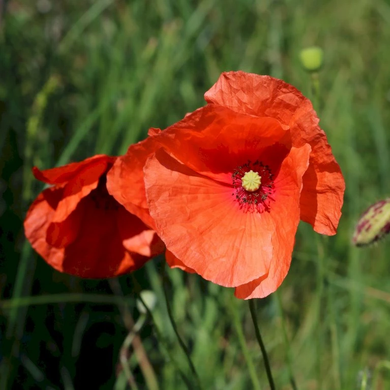 Kornvalmue Øko Papaver Rhoeas L. Frøpose, Antal Pr. Pakke, Ca. 25 Stk. 2 Kornvalmue Øko Papaver Rhoeas L. Frøpose, Antal Pr. Pakke, Ca. 25 Stk. - Billede 2