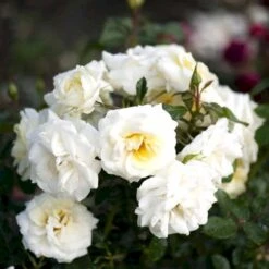 'Summer™ Palace'® Rosa X 'Summer™ Palace'® (Palacerose) A-Kvalitet,- Barrods Roser Min. 3 Grene -Sirius Butik p341 51910 rosa x summer palace palacerose 0062