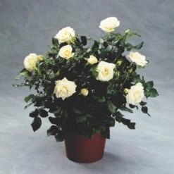'Summer™ Palace'® Rosa X 'Summer™ Palace'® (Palacerose) A-Kvalitet,- Barrods Roser Min. 3 Grene -Sirius Butik p341 51911 rosa x summer palace palacerose 0f32