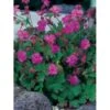 Engelsk Storkenæb 'Karmina' Geranium Cantabrigiense 'Karmina' 10 Cm. Potte