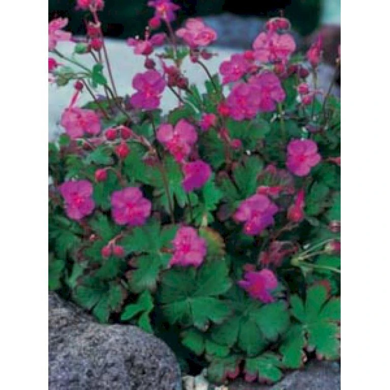 Engelsk Storkenæb 'Karmina' Geranium Cantabrigiense 'Karmina' 10 Cm. Potte 1 Engelsk Storkenæb 'Karmina' Geranium Cantabrigiense 'Karmina' 10 Cm. Potte