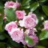 'The Fairy' Rosa X 'The Fairy' (Bunddækkerose) A-Kvalitet,- Barrods Roser Min. 3 Grene