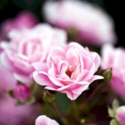 'The Fairy' Rosa X 'The Fairy' (Bunddækkerose) A-Kvalitet,- Barrods Roser Min. 3 Grene -Sirius Butik p343 51730 rosa x the fairy bunddaekkerose b754