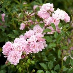 'The Fairy' Rosa X 'The Fairy' (Bunddækkerose) A-Kvalitet,- Barrods Roser Min. 3 Grene -Sirius Butik p343 51731 rosa x the fairy bunddaekkerose 0bd3