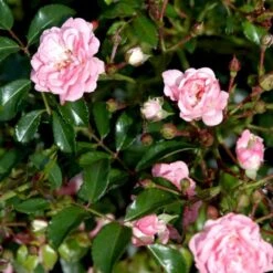 'The Fairy' Rosa X 'The Fairy' (Bunddækkerose) A-Kvalitet,- Barrods Roser Min. 3 Grene -Sirius Butik p343 51732 rosa x the fairy bunddaekkerose 404f