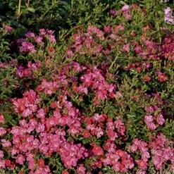 'Tommelise'® Rosa X 'Tommelise'® A-Kvalitet,- Barrods Roser Min. 3 Grene