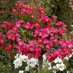 'Tommelise'® Rosa X 'Tommelise'® A-Kvalitet,- Barrods Roser Min. 3 Grene -Sirius Butik p345 51740 rosa x tommelise ee59