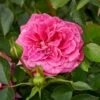 'Topkapi™ Palace'® Rosa X 'Topkapi™ Palace'® (Palacerose) A-Kvalitet,- Barrods Roser Min. 3 Grene