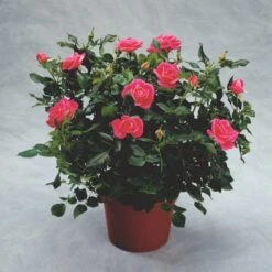 'Topkapi™ Palace'® Rosa X 'Topkapi™ Palace'® (Palacerose) A-Kvalitet,- Barrods Roser Min. 3 Grene -Sirius Butik p346 51914 rosa x topkapi palace palacerose 52a5