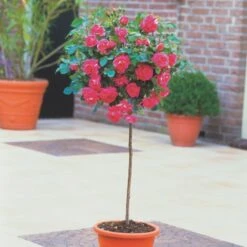 'Topkapi™ Palace'® Rosa X 'Topkapi™ Palace'® (Palacerose) A-Kvalitet,- Barrods Roser Min. 3 Grene -Sirius Butik p346 51916 rosa x topkapi palace palacerose f0b3
