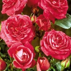 'Topkapi™ Palace'® Rosa X 'Topkapi™ Palace'® (Palacerose) A-Kvalitet,- Barrods Roser Min. 3 Grene -Sirius Butik p346 51917 rosa x topkapi palace palacerose 4049