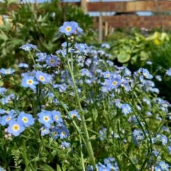 Eng-Forglemmigej 'Nixenauge' Myosotis Palustris 'Nixenauge' 10 Cm. Potte