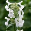 Blåkant 'Alba' Nepeta Faassenii 'Alba' 10 Cm. Potte
