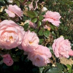 'Jim The Viking'™ Rosa X 'Jim The Viking'™ (Buketrose) A-Kvalitet,- Barrods Roser Min. 3 Grene -Sirius Butik p34754 51568 rosa x jim the viking buketrose 356c