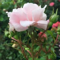 'Jim The Viking'™ Rosa X 'Jim The Viking'™ (Buketrose) A-Kvalitet,- Barrods Roser Min. 3 Grene -Sirius Butik p34754 51569 rosa x jim the viking buketrose a34a