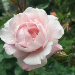 'Jim The Viking'™ Rosa X 'Jim The Viking'™ (Buketrose) A-Kvalitet,- Barrods Roser Min. 3 Grene -Sirius Butik p34754 51570 rosa x jim the viking buketrose a107