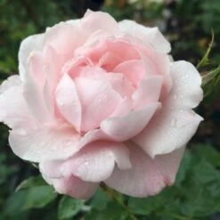 'Jim The Viking'™ Rosa X 'Jim The Viking'™ (Buketrose) A-Kvalitet,- Barrods Roser Min. 3 Grene -Sirius Butik p34754 51571 rosa x jim the viking buketrose 8f91