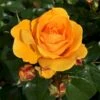 'Friendship Forever'™ Rosa X 'Friendship Forever'™ (Buketrose) A-Kvalitet,- Barrods Roser Min. 3 Grene