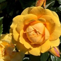 'Friendship Forever'™ Rosa X 'Friendship Forever'™ (Buketrose) A-Kvalitet,- Barrods Roser Min. 3 Grene -Sirius Butik p34756 51483 rosa x friendship forever buketrose 0b1b