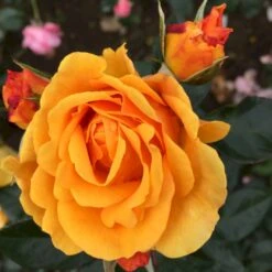 'Friendship Forever'™ Rosa X 'Friendship Forever'™ (Buketrose) A-Kvalitet,- Barrods Roser Min. 3 Grene -Sirius Butik p34756 51484 rosa x friendship forever buketrose 8502