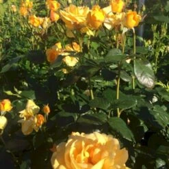 'Friendship Forever'™ Rosa X 'Friendship Forever'™ (Buketrose) A-Kvalitet,- Barrods Roser Min. 3 Grene -Sirius Butik p34756 51485 rosa x friendship forever buketrose 18e1